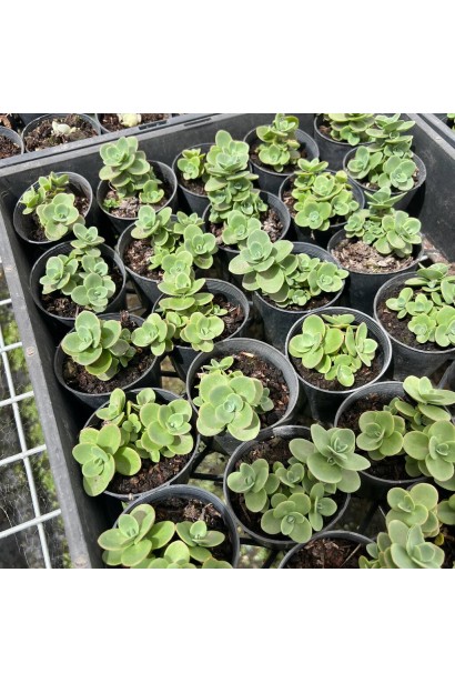 Очиток гібридний Лайм Зінгер саджанці в садовому центрі